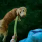 Nite Ize Rechargeable L.E.D Leash Lime Green LED - Image 3