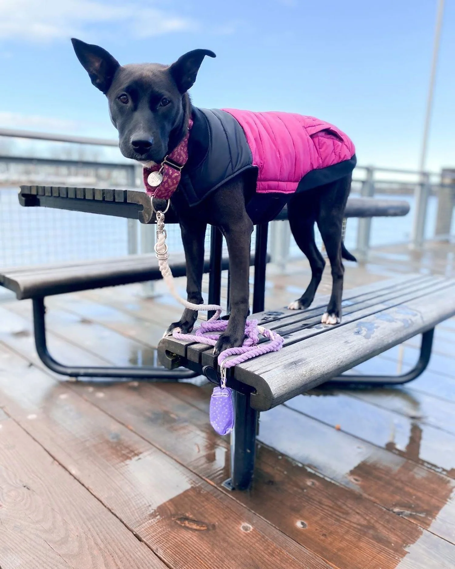 DISCONTINUED Doggie Walk Duffel Purple Southwest - Image 2