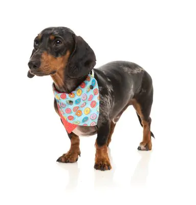 FuzzYard Bandana You Drive Me Glazy - Image 3