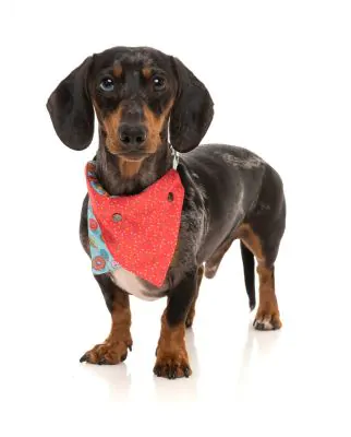 FuzzYard Bandana You Drive Me Glazy - Image 4