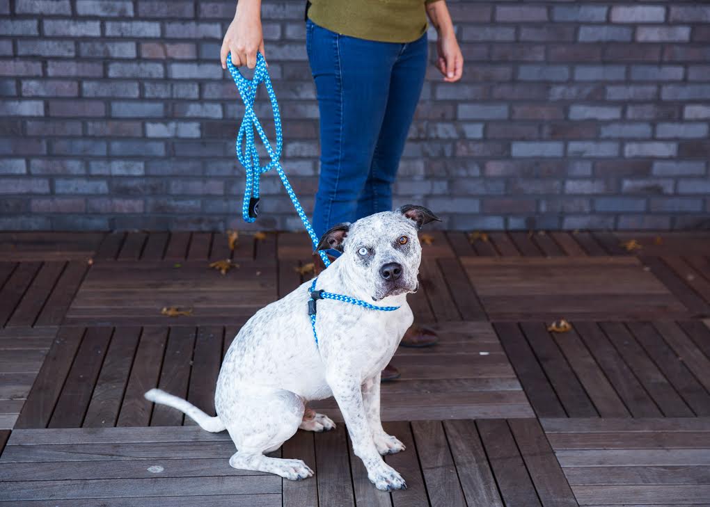 Harness & Lead Blue - Image 3