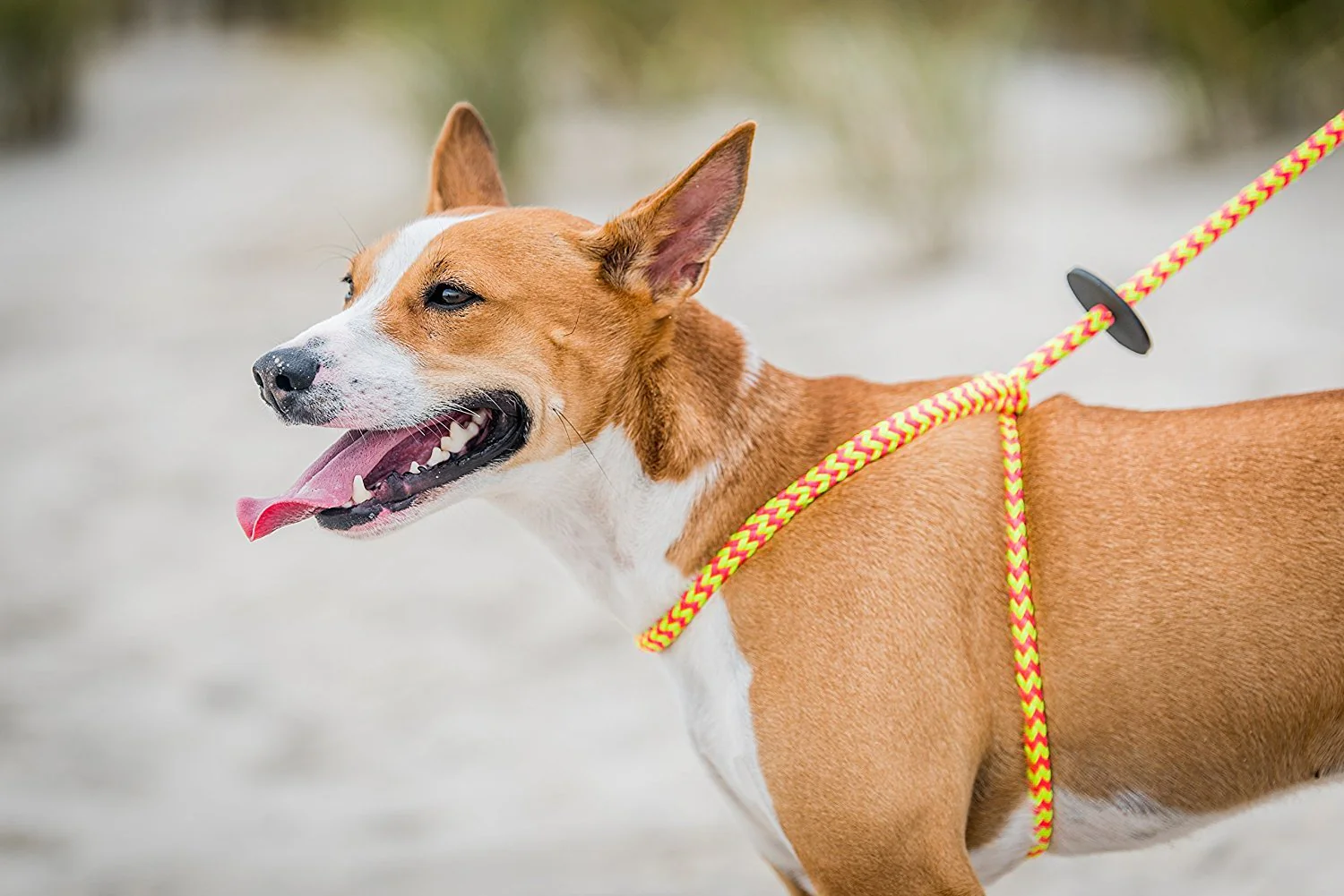 Harness & Lead Lotus - Image 2