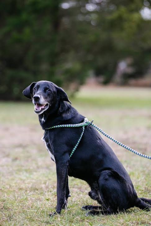Harness & Lead Peacock - Image 4