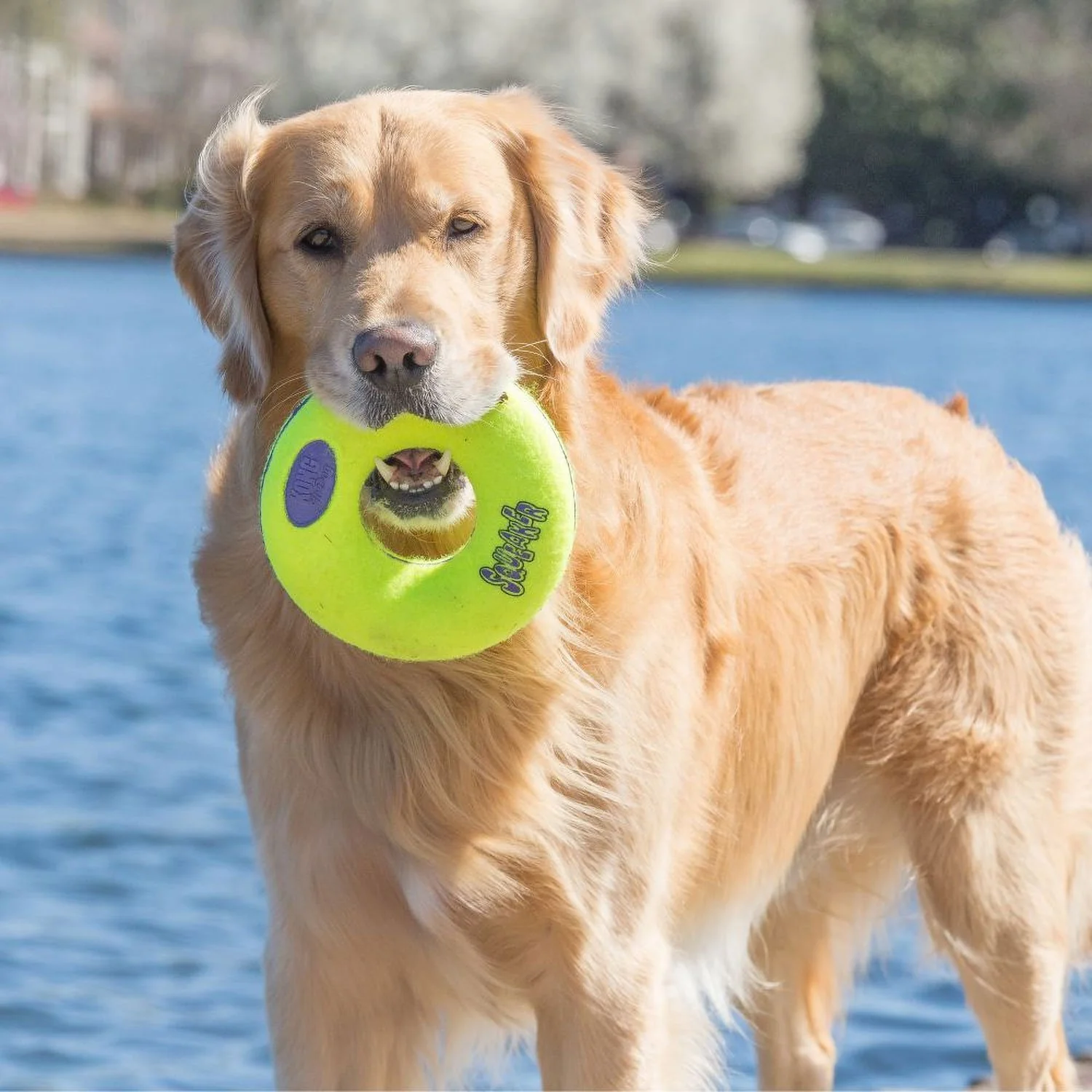 Kong Air Squeaker Donut Toy - Image 3