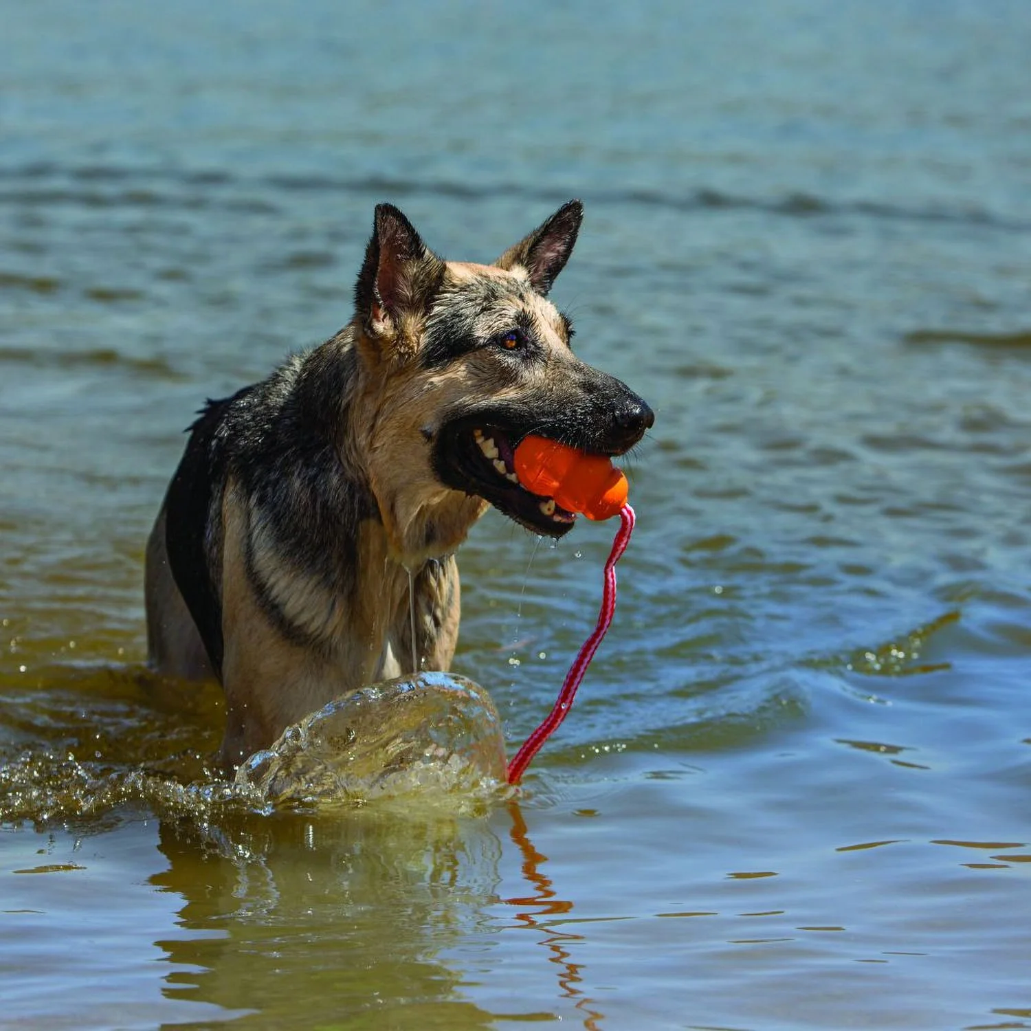 Kong Aqua Toy - Image 3