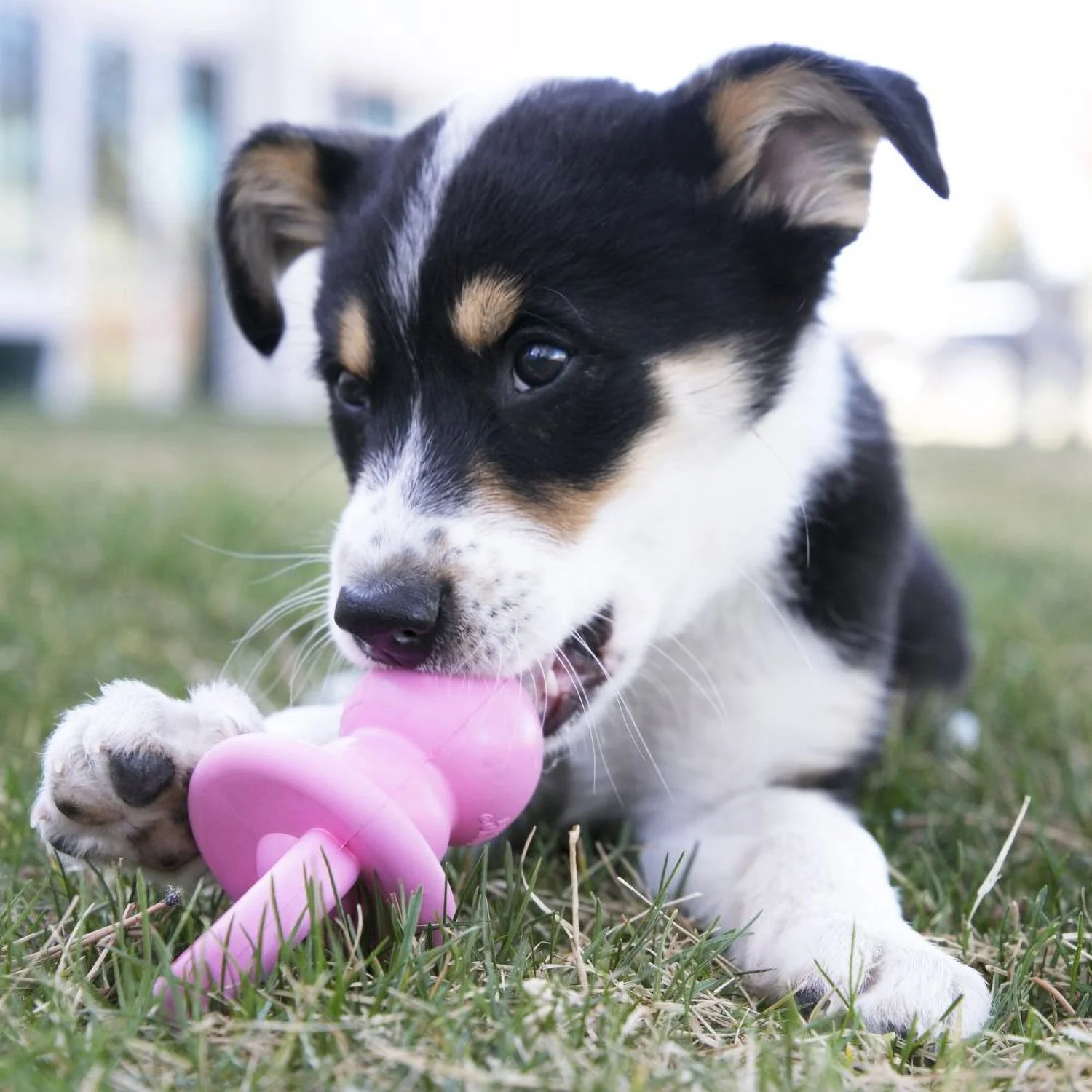 Kong Binkie Puppy Toy SM - Image 4