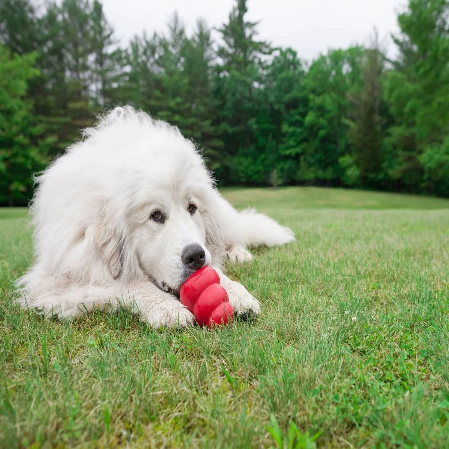 Kong Classic Toy - Image 6
