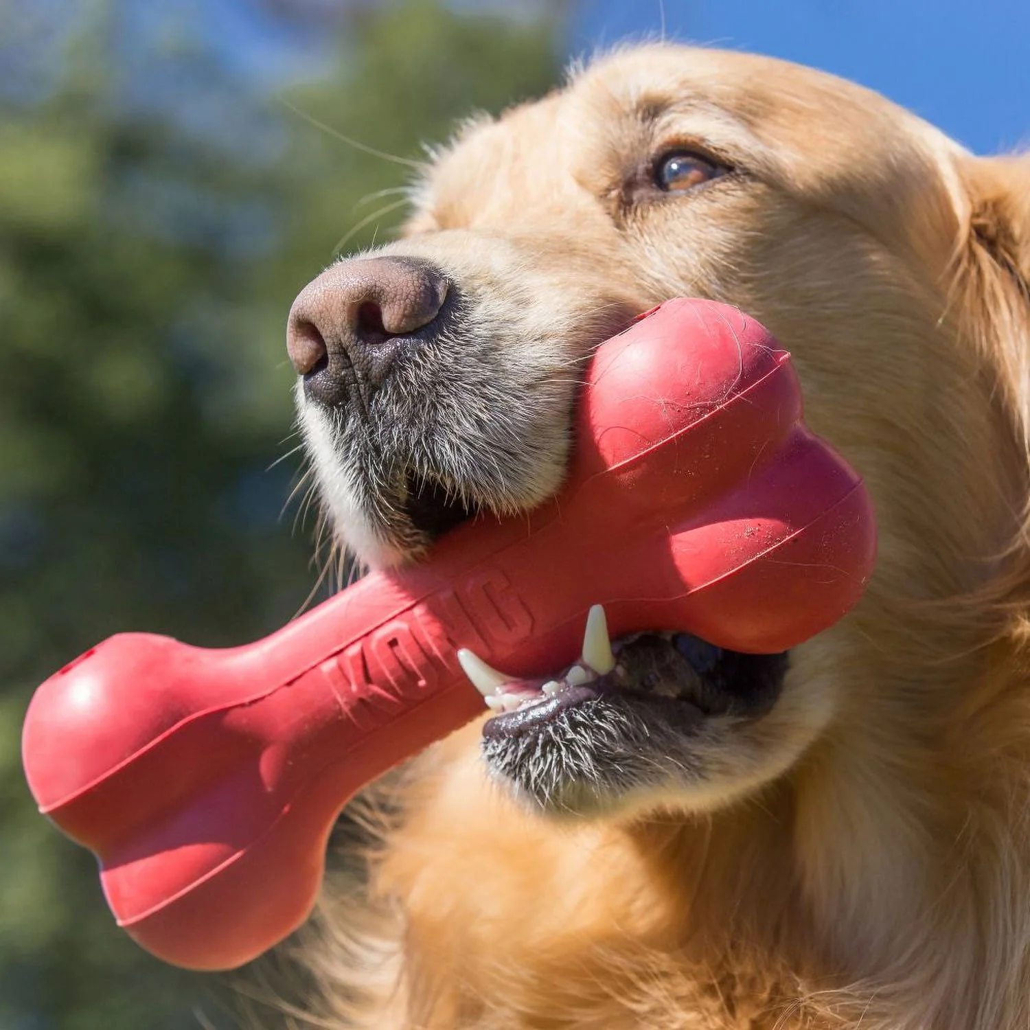 Kong Goodie Bone Red Toy - Image 3