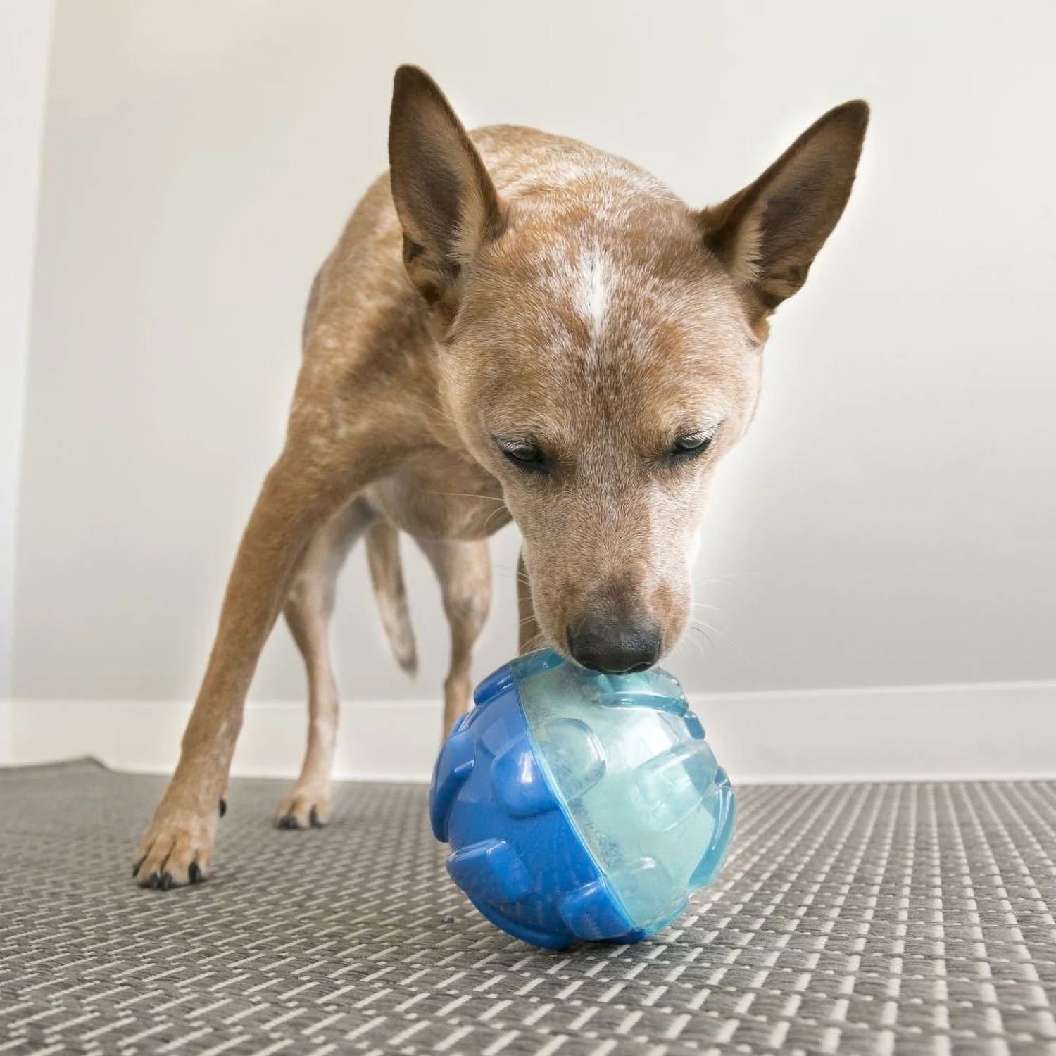 Kong Rewards Ball Toy - Image 4