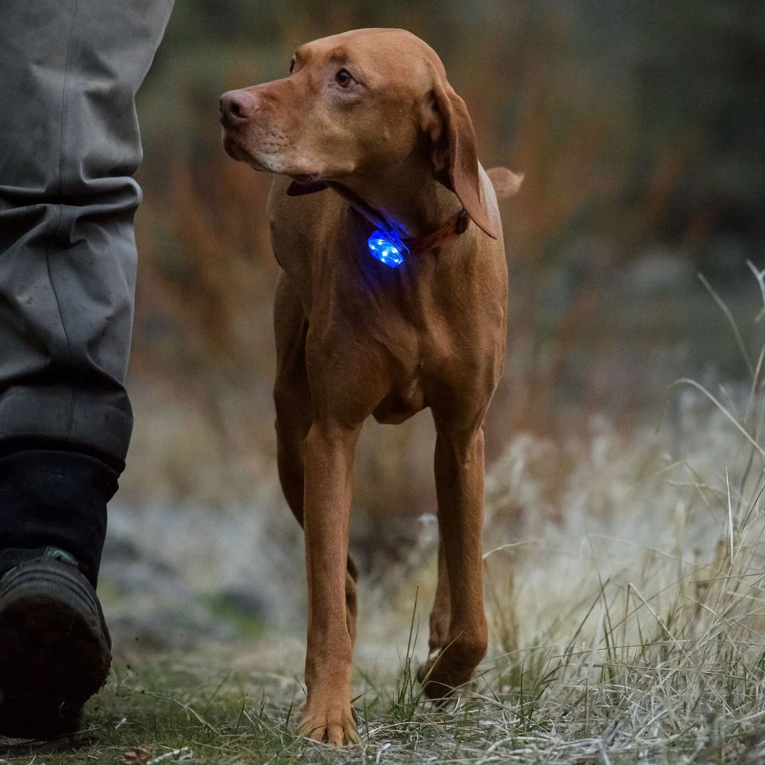 Ruffwear Beacon Safety Light - Image 5