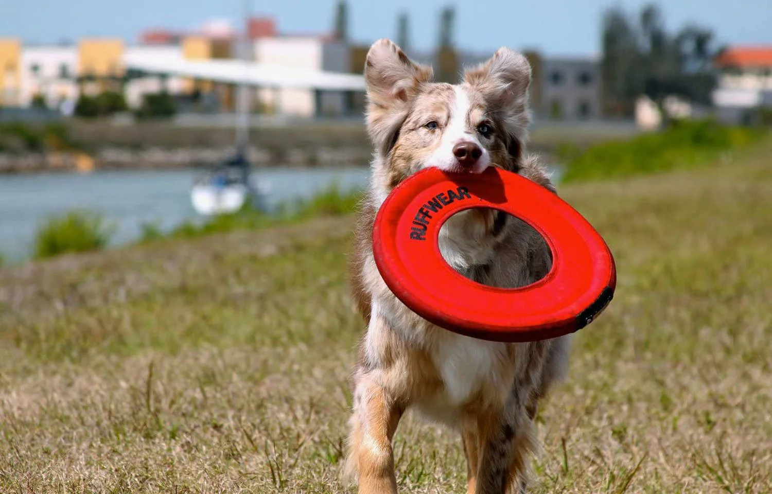 Ruffwear Hydro Plane Red Currant XL - DISC - Image 2