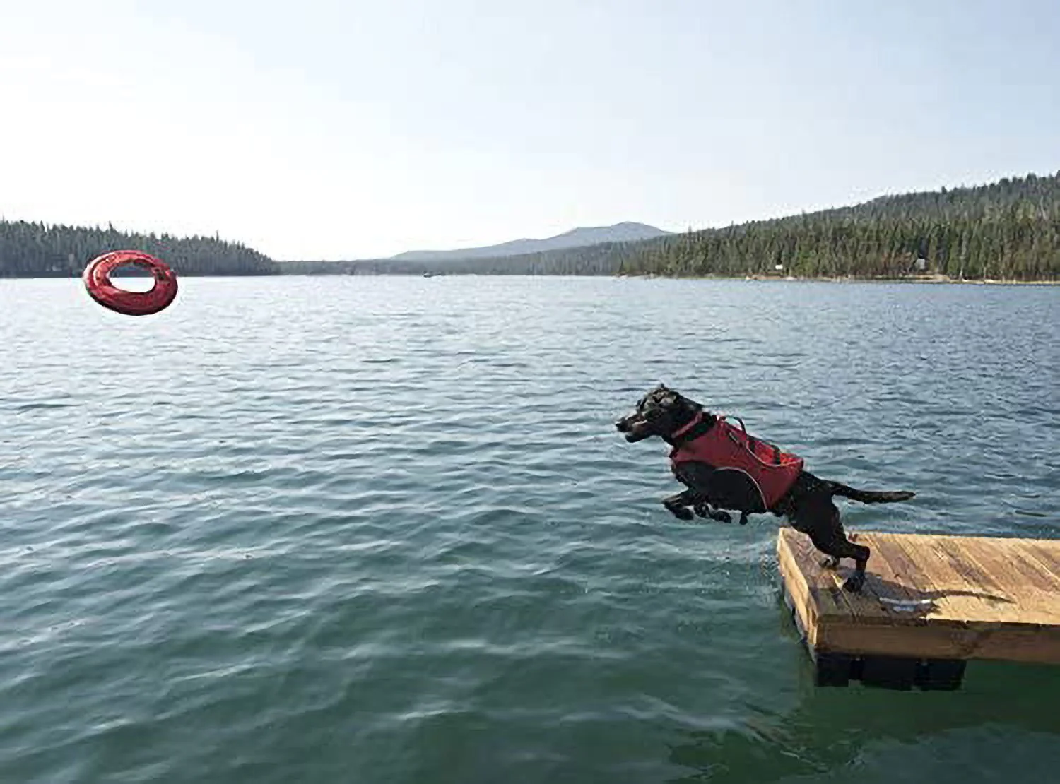 Ruffwear Hydro Plane Red Currant XL - DISC - Image 3