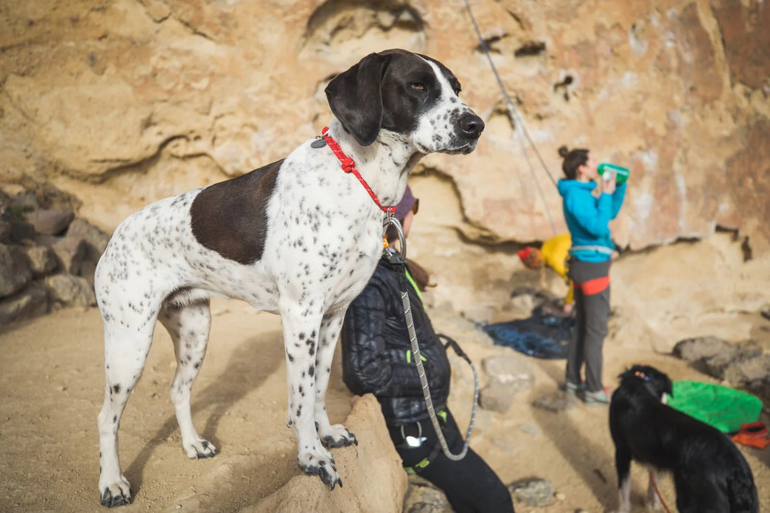 Ruffwear Knot-A-Collar Red Currant - Image 4