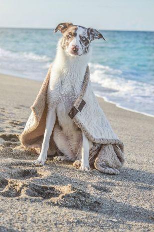 Tall Tails Micro Sherpa Blanket Cream 30 x 40 - Image 3